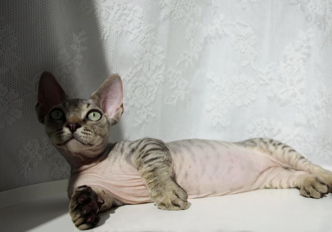 Характер кошек сфинксов, вопросы ухода и содержания, отзывы владельцев