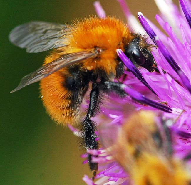 Шмель: виды, описание образа жизни, польза и опасность укуса