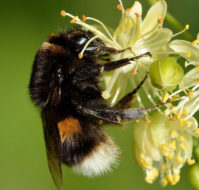 Шмель: виды, описание образа жизни, польза и опасность укуса