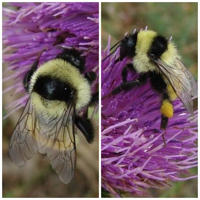 Шмель: виды, описание образа жизни, польза и опасность укуса