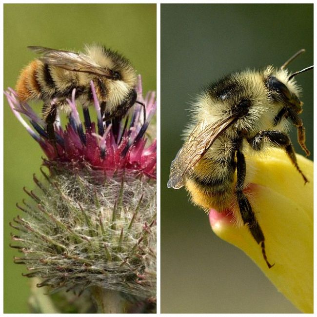 Шмель: виды, описание образа жизни, польза и опасность укуса