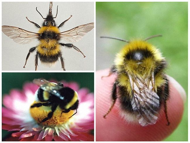 Шмель: виды, описание образа жизни, польза и опасность укуса