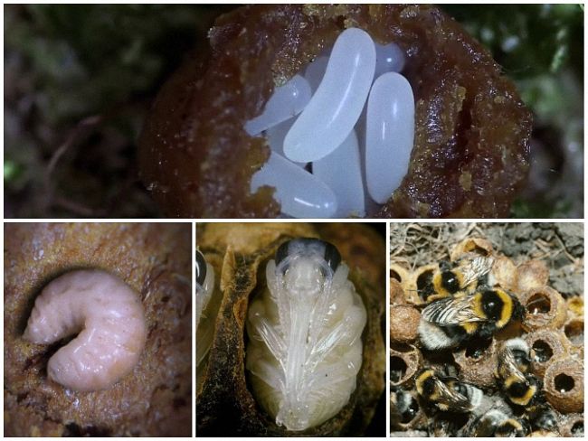 Шмель: виды, описание образа жизни, польза и опасность укуса