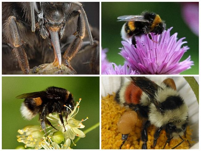 Шмель: виды, описание образа жизни, польза и опасность укуса