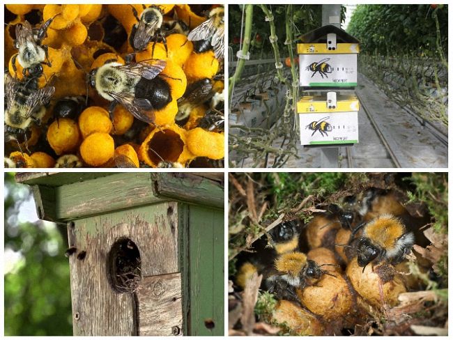 Шмель: виды, описание образа жизни, польза и опасность укуса