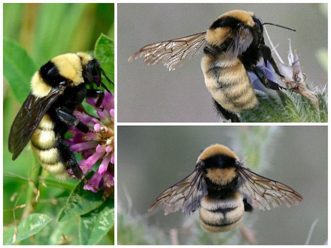 Шмель: виды, описание образа жизни, польза и опасность укуса