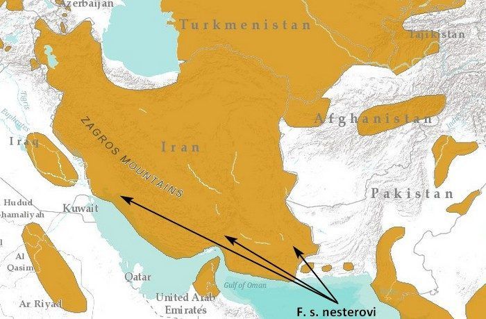 Места обитания nesterovi Где живет nesterovi