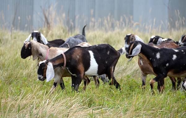 Нубийские козы-описание-особенности-виды-за и против-породы-13