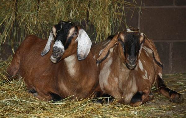 Нубийские козы-Описание-особенности-виды-за и против-породы-14