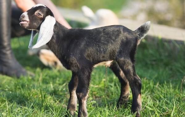 Нубийские козы-описание-особенности-виды-за и против-породы-7