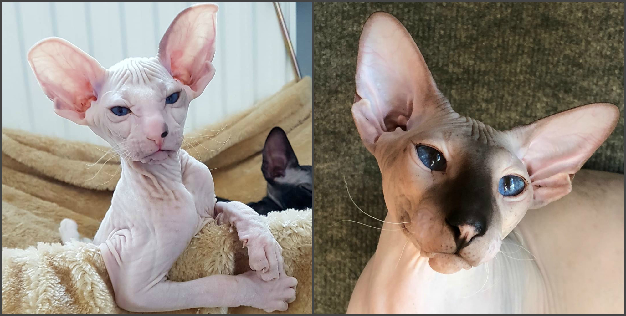 Характер кошек сфинксов, вопросы ухода и содержания, отзывы владельцев