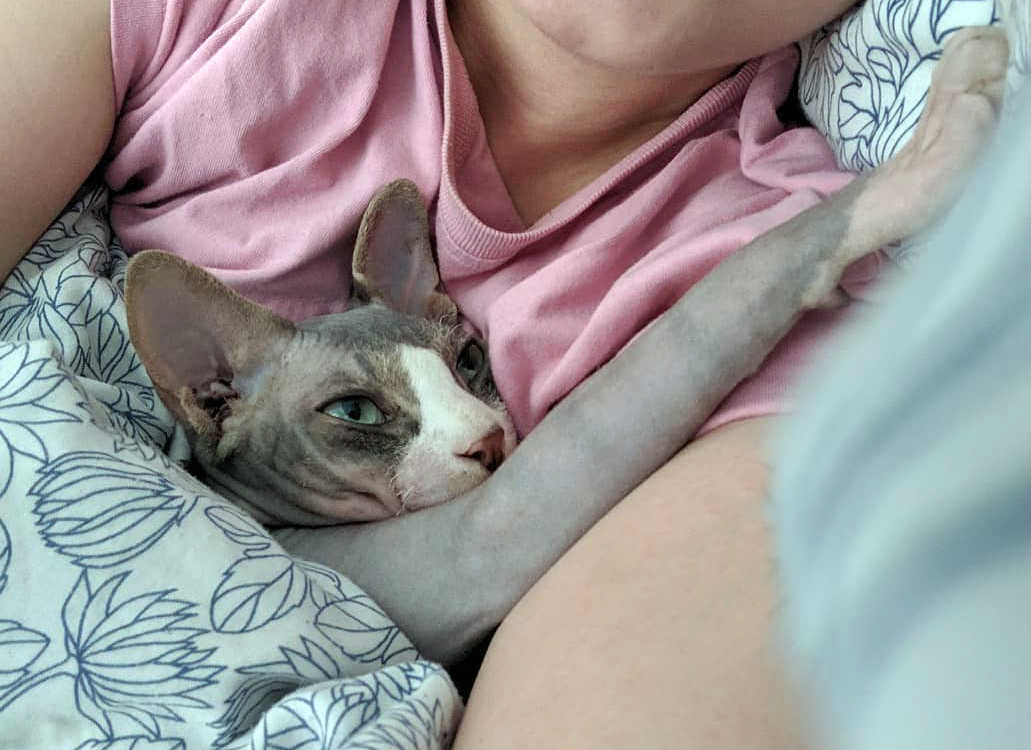 персонаж-кошек-сфинкс сон