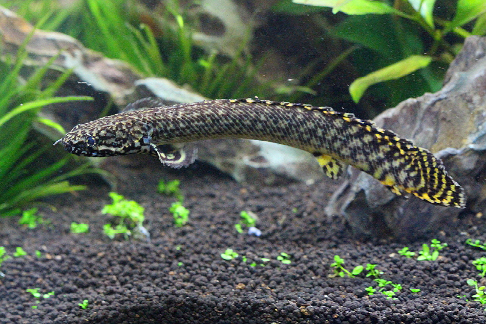 Полиптерус орнатипинс или конголезский многопер