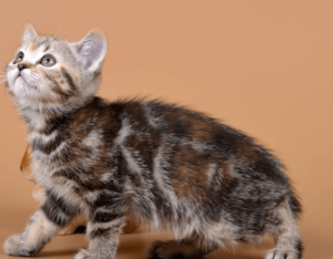 Генетика панциря черепахи Генетика панциря черепахи