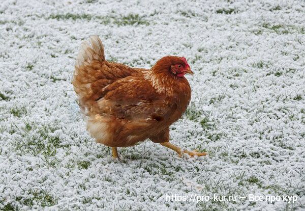 Продолжительность жизни кур и петухов в домашних условиях.