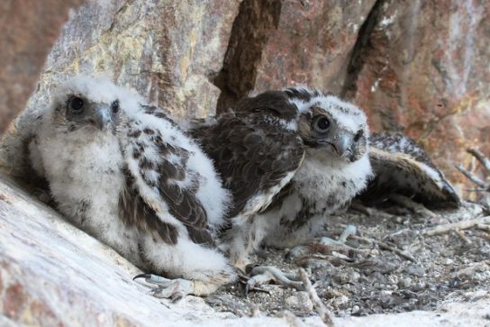 Ареал обитания балобана Где обитает балобан