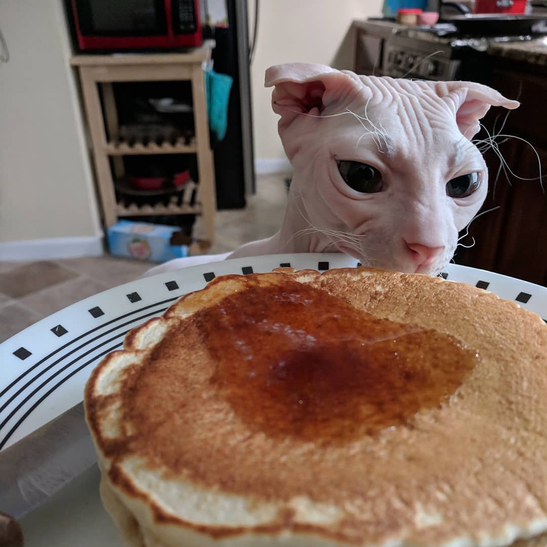 персонаж-кошек-сфинкс сон