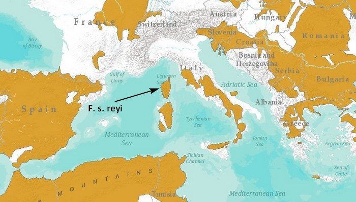 Кошка на Корсике Где обитает Корсиканская дикая кошка