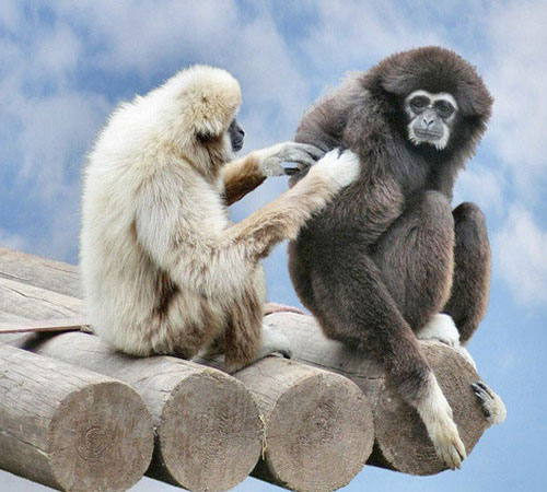 Белорукий гиббон