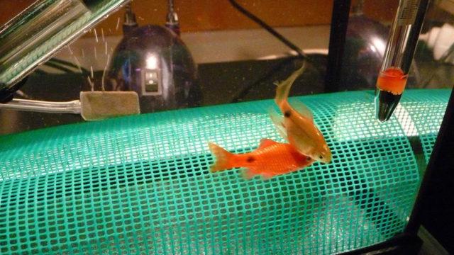 Нерест вишневого барбуса Нерест вишневого барбуса