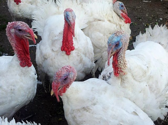 Гибриды индейки английской селекции БИГ-6 Гибриды индейки английской селекции БИГ-6