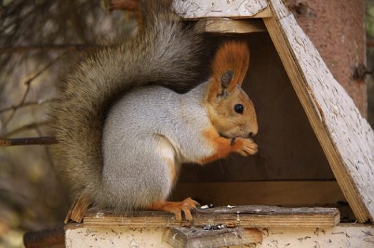 что едят белки - картинка 11