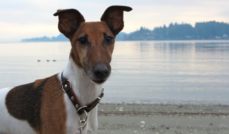 Фокстерьер на прогулке Воспитание и дрессировка