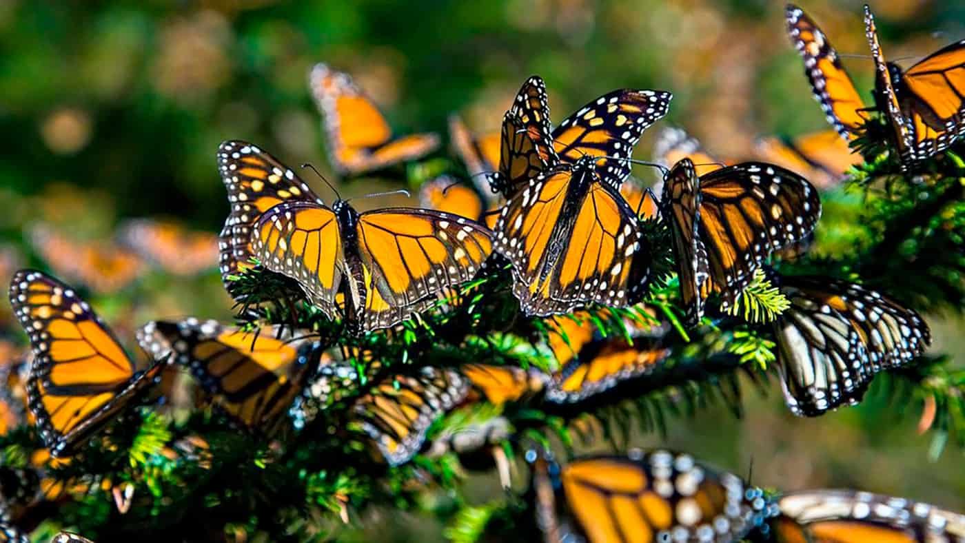 Ученые отслеживают миграцию бабочек