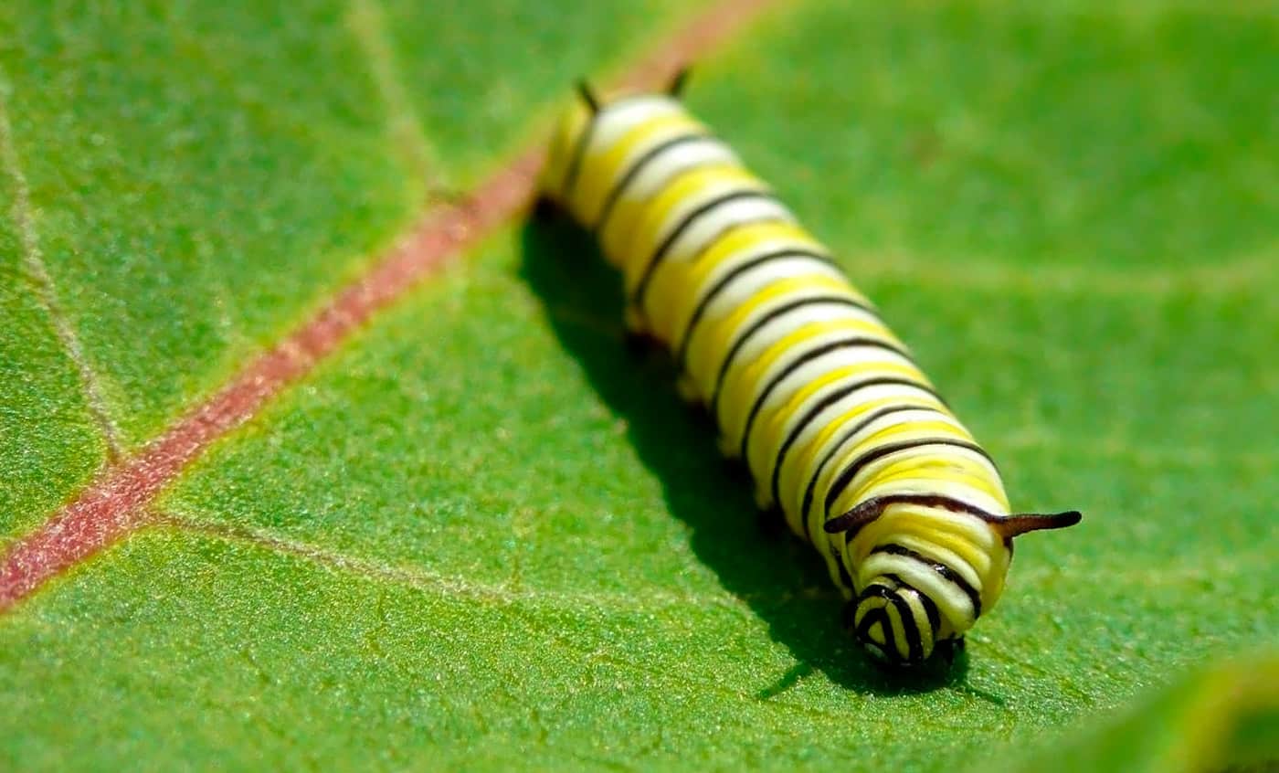 Ядовитая гусеница