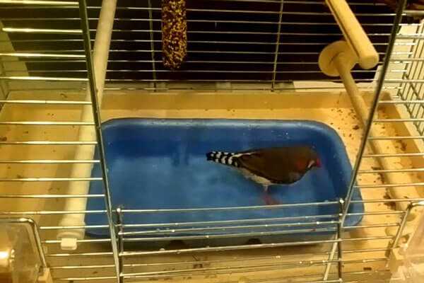 Зебровые амадины: содержание, уход, разведение