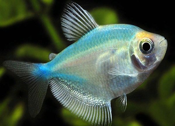 Тернеция Карамелька: содержание и уход за цветной аквариумной рыбкой, описание, особенности размножения, нужен ли им компрессор и как отличить от Глофиш