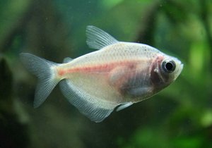 Тернеция Карамелька: содержание и уход за цветной аквариумной рыбкой, описание, особенности размножения, нужен ли им компрессор и как отличить от Глофиш