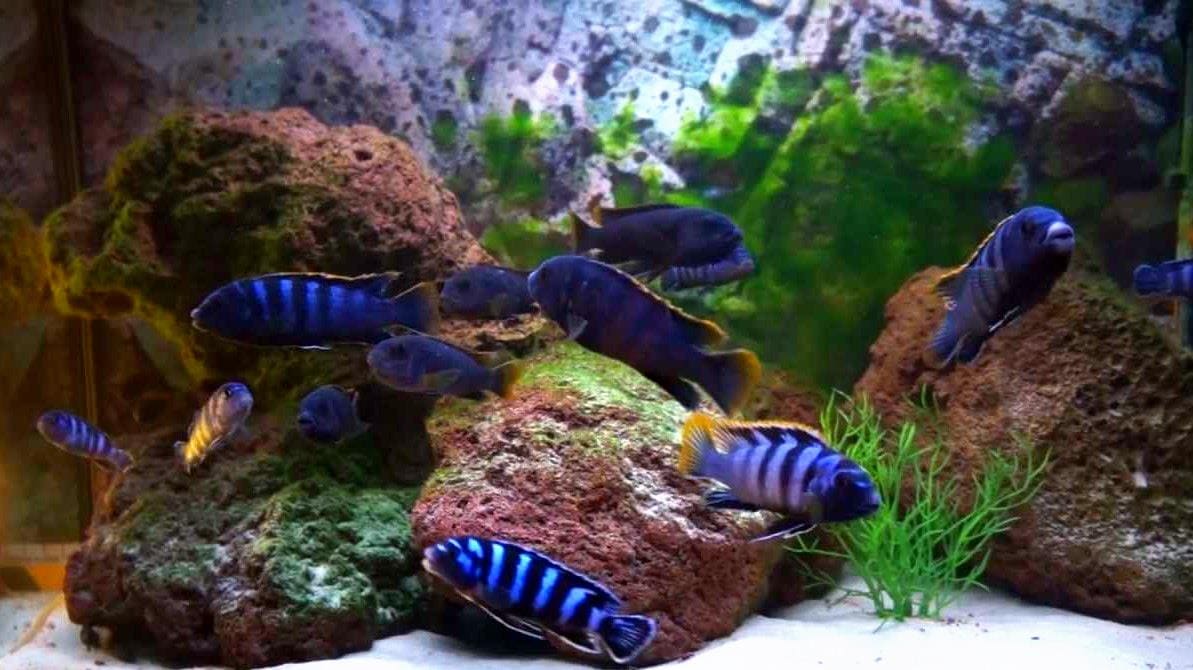 Чиндонго Демасони (Ch. demasoni) в сообществе мбун, аквариум биотоп.