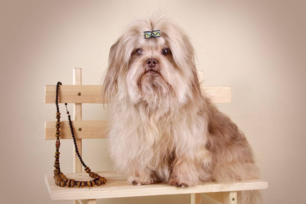 Характеристика русских цветных болонок: внешность и характер собак