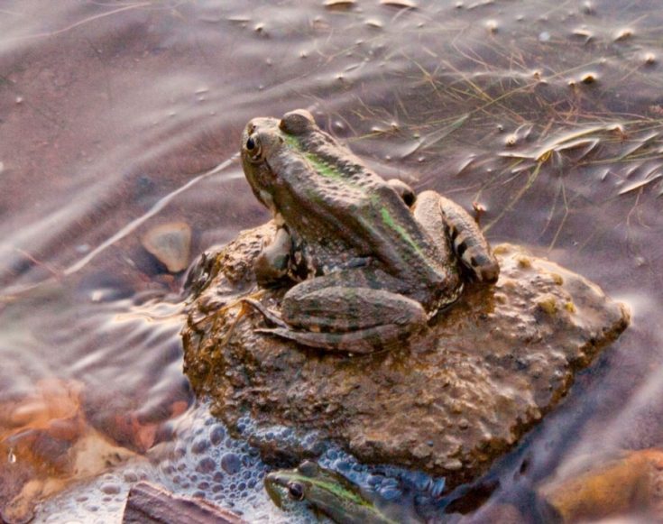 Что едят лягушки, чем кормить лягушек в домашних условиях