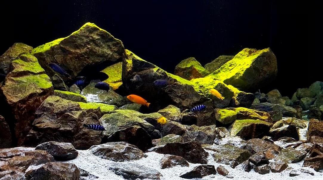 Чиндонго Демасони (Ch. demasoni) в аквариуме с другими мбунами, биотоп.