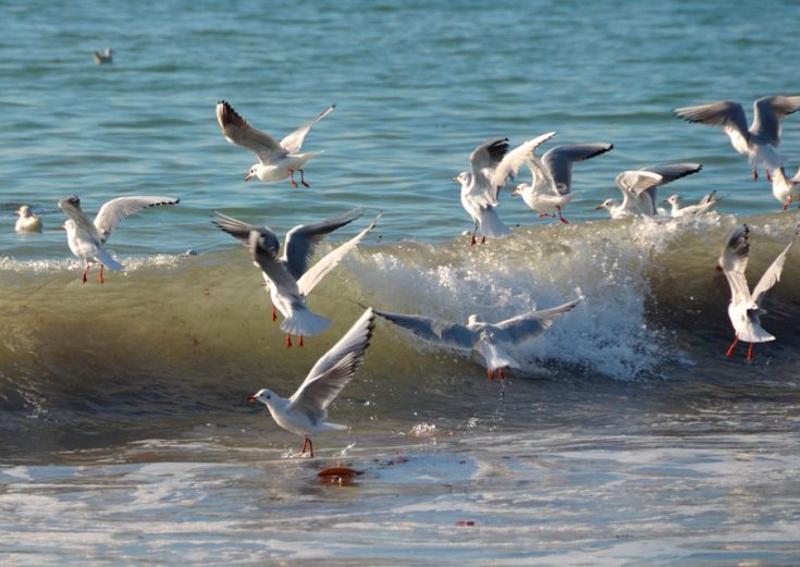 Чайка: описание птицы, виды, внешний вид, питание и размножение