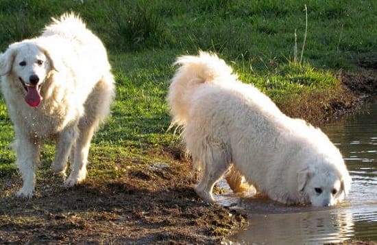 Венгерский кувас Венгерский кувас