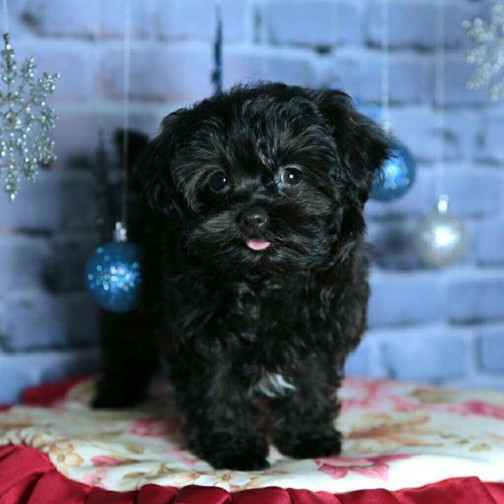 Характеристика русских цветных болонок: внешность и характер собак