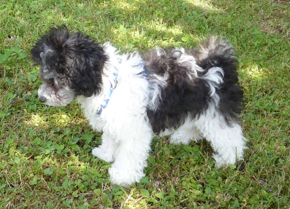 Характеристика русских цветных болонок: внешность и характер собак