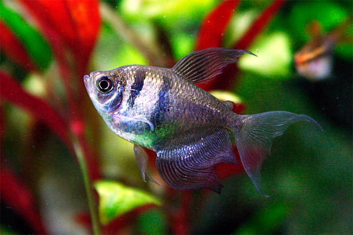 Тернеция Карамелька: содержание и уход за цветной аквариумной рыбкой, описание, особенности размножения, нужен ли им компрессор и как отличить от Глофиш