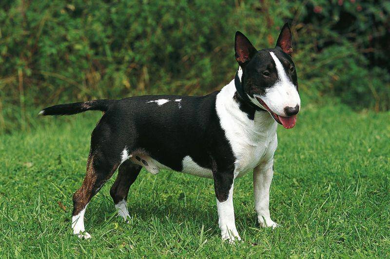 Собака с крысиной мордой: как называется порода, каковы ее особенности