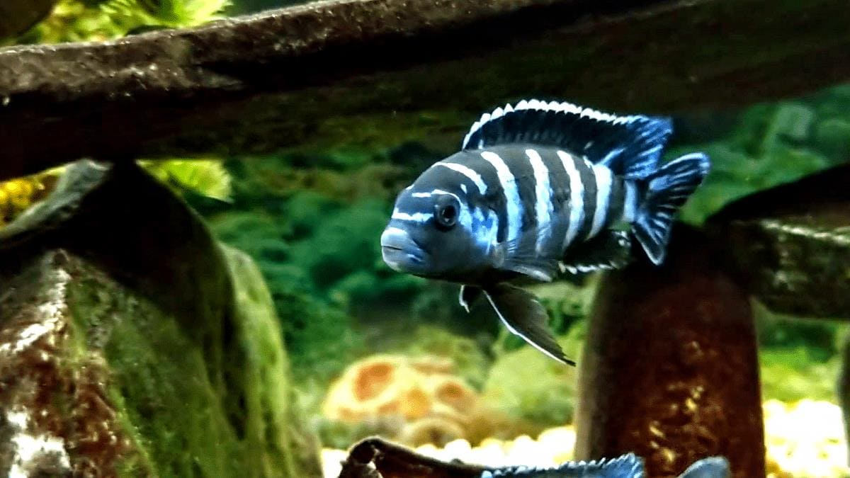 Чиндонго Демасони (Ch. demasoni) в аквариуме, биотоп.