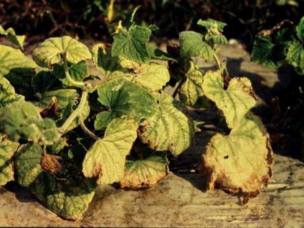 Галловая нематода: причины возникновения, методы борьбы