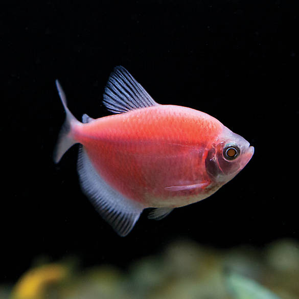 Тернеция Карамелька: содержание и уход за цветной аквариумной рыбкой, описание, особенности размножения, нужен ли им компрессор и как отличить от Глофиш