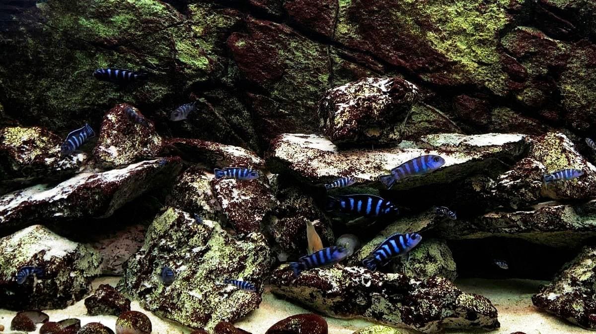 Чиндонго Демасони (Ch. demasoni) в видовом аквариуме, аквариум биотоп.