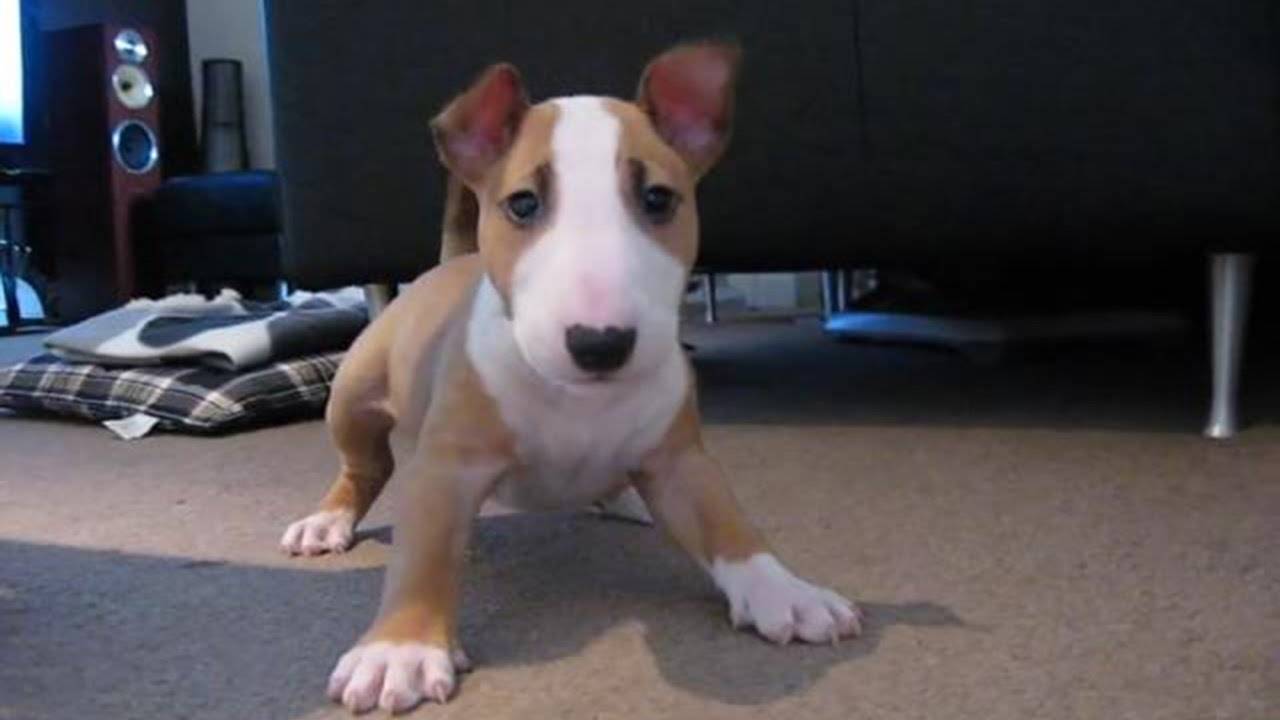 Собака с крысиной мордой: как называется порода, каковы ее особенности