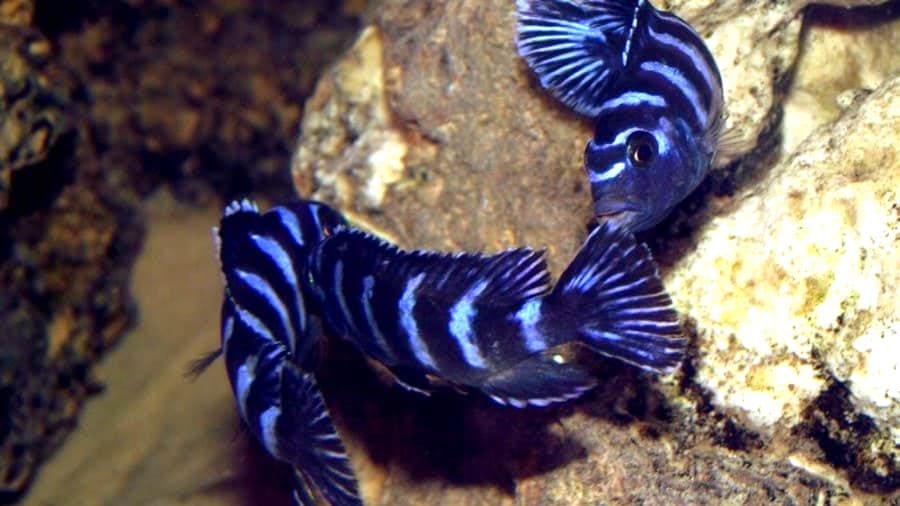 Чиндонго Демасони (Ch. demasoni) самцы, выяснение отношений.