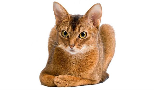 Абиссинская кошка