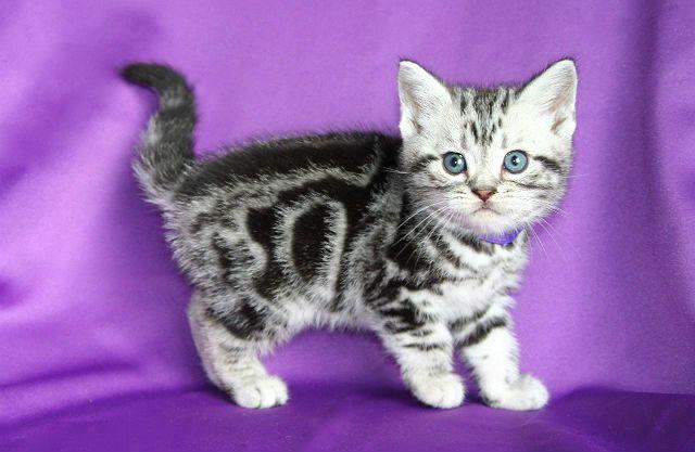 Американская короткошерстная - котенок